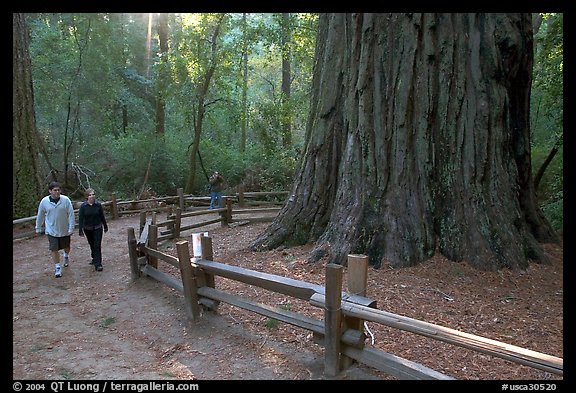 Tourists near the tree named Mother of the Forest, a 329 foot high tree. Big Basin Redwoods State Park,  California, USA