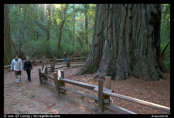 Tourists near the tree named Mother of the Forest, a 329 foot high tree. Big Basin Redwoods State Park,  California, USA (color)