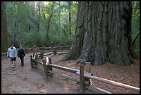 Tourists near the tree named Mother of the Forest, a 329 foot high tree. Big Basin Redwoods State Park,  California, USA