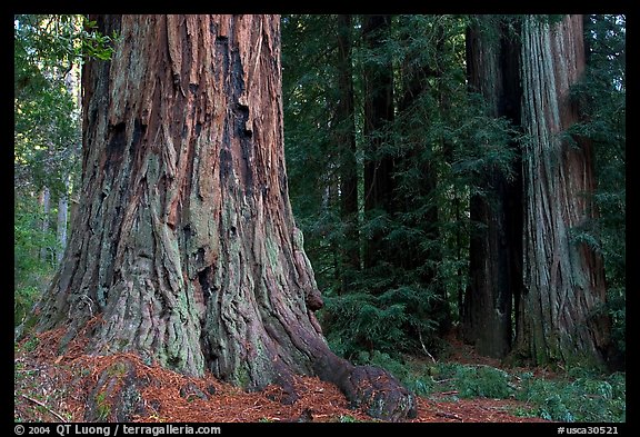Redwood trees. Big Basin Redwoods State Park,  California, USA
