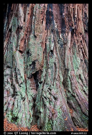 Detail of redwood tree bark. Big Basin Redwoods State Park,  California, USA
