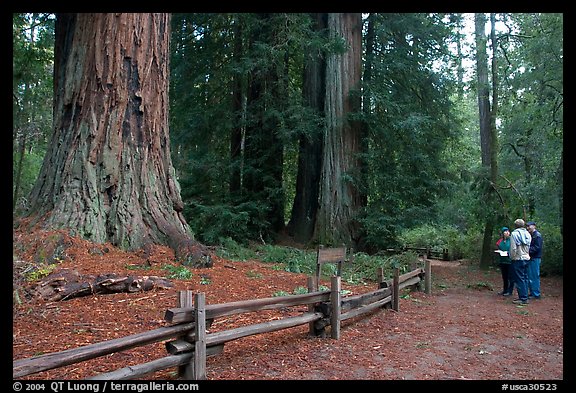 Tourists look at redwood trees. Big Basin Redwoods State Park,  California, USA