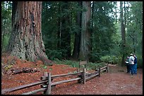 Tourists look at redwood trees. Big Basin Redwoods State Park,  California, USA ( color)