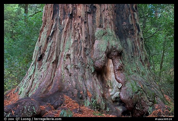 Base of redwood tree named Father of the Forest. Big Basin Redwoods State Park,  California, USA (color)