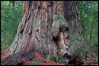 Base of redwood tree named Father of the Forest. Big Basin Redwoods State Park,  California, USA