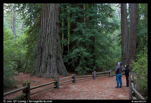Tourists standing amongst redwood trees. Big Basin Redwoods State Park,  California, USA