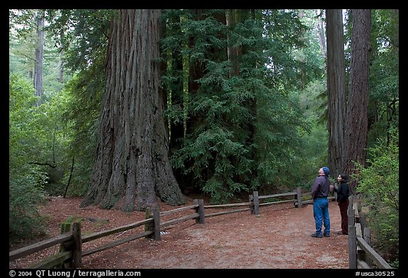 Tourists standing amongst redwood trees. Big Basin Redwoods State Park,  California, USA (color)