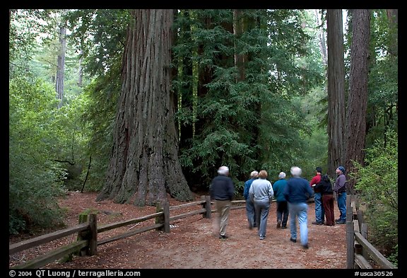 Tourists walking on trail amongst redwood trees. Big Basin Redwoods State Park,  California, USA