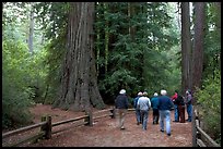 Tourists walking on trail amongst redwood trees. Big Basin Redwoods State Park,  California, USA