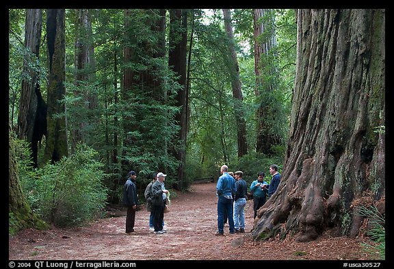 Tourists amongst redwood trees. Big Basin Redwoods State Park,  California, USA