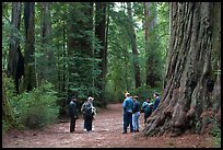Tourists amongst redwood trees. Big Basin Redwoods State Park,  California, USA
