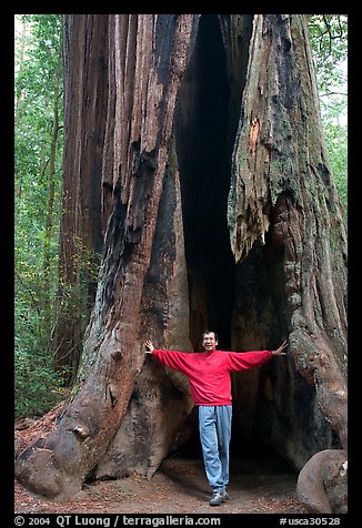 Visitor standing at the base of a hollowed-out redwood tree. Big Basin Redwoods State Park,  California, USA