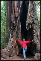 Visitor standing at the base of a hollowed-out redwood tree. Big Basin Redwoods State Park,  California, USA (color)