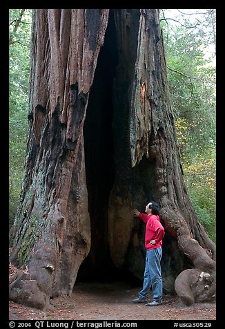 Visitor standing at the base of a hollowed-out redwood tree. Big Basin Redwoods State Park,  California, USA (color)
