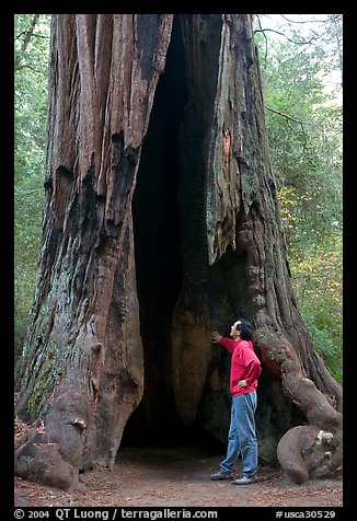 Visitor standing at the base of a hollowed-out redwood tree. Big Basin Redwoods State Park,  California, USA