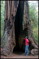 Visitor standing at the base of a hollowed-out redwood tree. Big Basin Redwoods State Park,  California, USA (color)