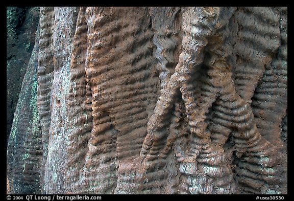 Bark texture of a redwood tree. Big Basin Redwoods State Park,  California, USA (color)