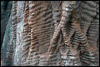 Bark texture of a redwood tree. Big Basin Redwoods State Park,  California, USA