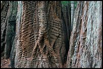Trunks of redwood trees with curious texture. Big Basin Redwoods State Park,  California, USA (color)