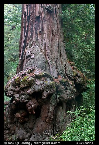 Burl at the base of a redwood tree. Big Basin Redwoods State Park,  California, USA