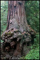 Burl at the base of a redwood tree. Big Basin Redwoods State Park,  California, USA