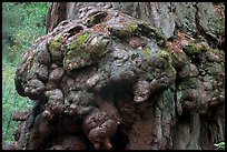 Redwood tree burl. Big Basin Redwoods State Park,  California, USA (color)