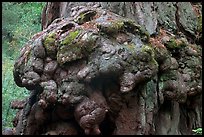 Redwood tree burl. Big Basin Redwoods State Park,  California, USA