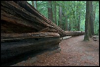 Fallen giant redwood. Big Basin Redwoods State Park,  California, USA (color)