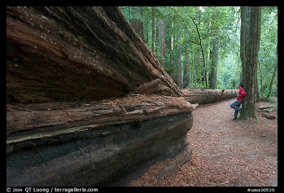 Visitor looking at fallen redwood tree. Big Basin Redwoods State Park,  California, USA