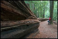 Visitor looking at fallen redwood tree. Big Basin Redwoods State Park,  California, USA (color)
