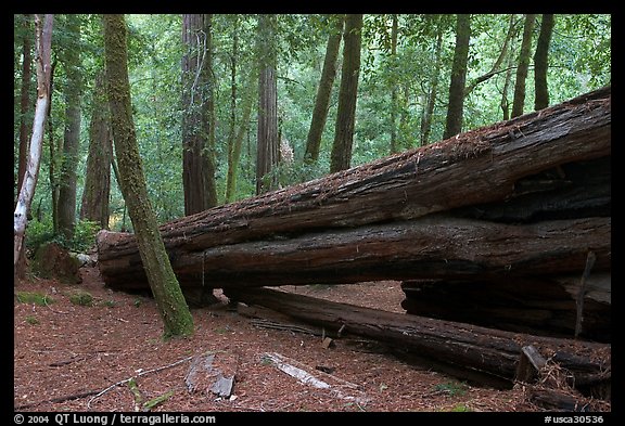 Fallen redwood tree. Big Basin Redwoods State Park,  California, USA (color)