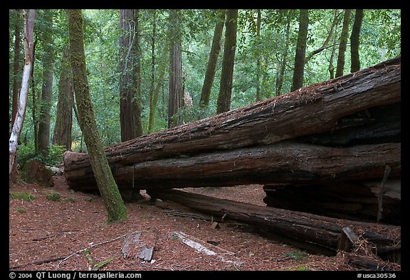 Fallen redwood tree. Big Basin Redwoods State Park,  California, USA