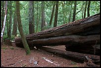 Fallen redwood tree. Big Basin Redwoods State Park,  California, USA ( color)