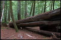 Fallen redwood tree. Big Basin Redwoods State Park,  California, USA (color)