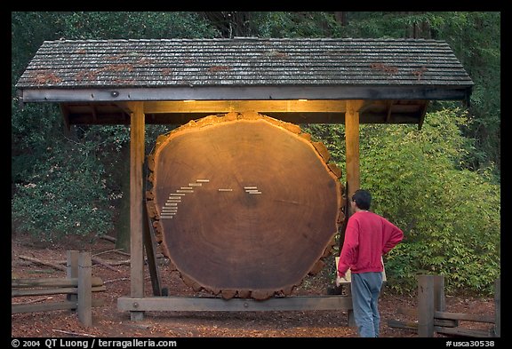 Visitor looking at a redwood cross-section with age tags. Big Basin Redwoods State Park,  California, USA