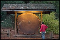 Visitor looking at a redwood cross-section with age tags. Big Basin Redwoods State Park,  California, USA (color)