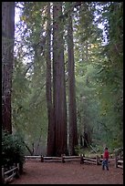 Visitor standing at the base of tall redwood trees. Big Basin Redwoods State Park,  California, USA