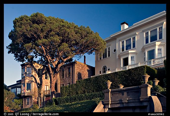 Tree and houses on hill, late afternoon. San Francisco, California, USA (color)