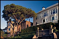 Tree and houses on hill, late afternoon. San Francisco, California, USA (color)