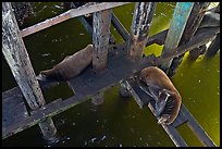 California sea lions rest under the pier. Santa Cruz, California, USA