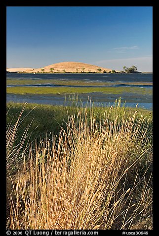 Summer grasses, Oneill Forebay, San Luis Reservoir State Recreation Area. California, USA (color)