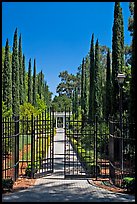 Gates in cypress trees in garden, Villa Montalvo. Saragota,  California, USA (color)