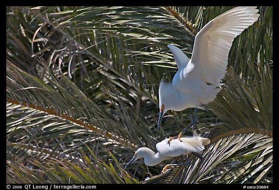 Egrets in palm trees, Baylands. Palo Alto,  California, USA (color)