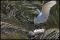 Egrets in palm trees, Baylands. Palo Alto,  California, USA ( color)