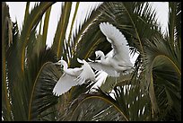 Two egrets in tree, Baylands. Palo Alto,  California, USA (color)