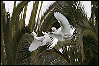 Two egrets in tree, Baylands. Palo Alto,  California, USA