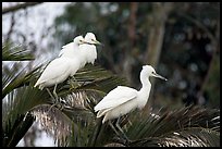 Three egrets resting, Palo Alto Baylands. Palo Alto,  California, USA (color)
