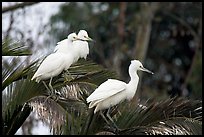 Three egrets resting, Palo Alto Baylands. Palo Alto,  California, USA