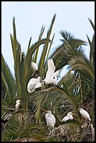 Egret rookery on palm tree, Baylands. Palo Alto,  California, USA