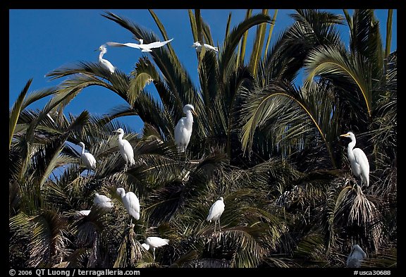 Egret rookery, Baylands. Palo Alto,  California, USA (color)